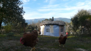 chickens good